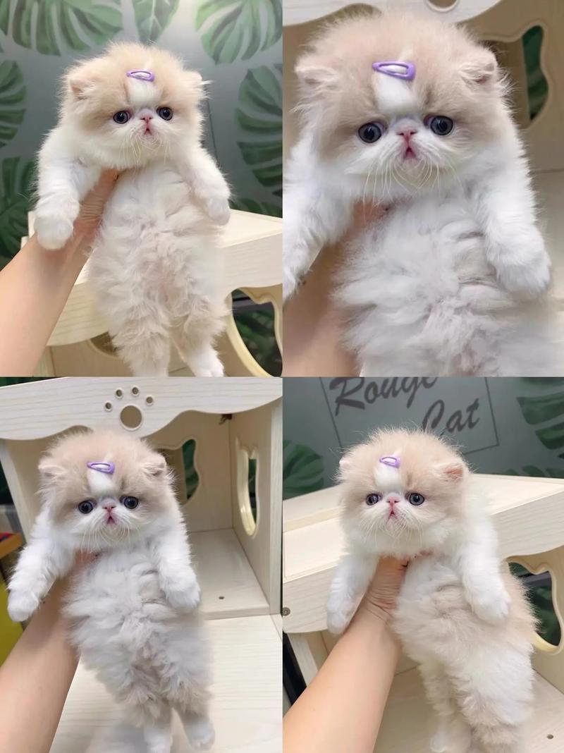 矮脚加菲猫多少钱一只/矮脚加菲猫多少钱一只图片-第1张图片 矮脚加菲猫多少钱一只/矮脚加菲猫多少钱一只图片-第1张图片