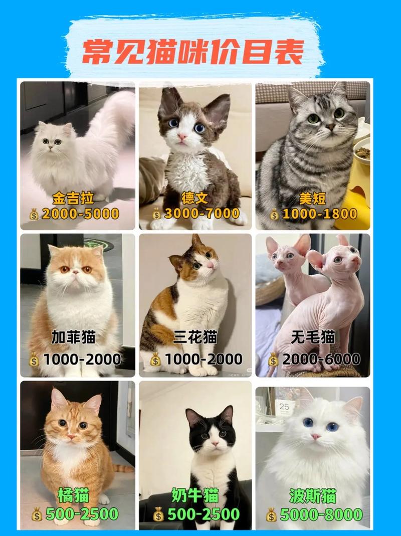矮脚加菲猫多少钱一只/矮脚加菲猫多少钱一只图片-第7张图片 矮脚加菲猫多少钱一只/矮脚加菲猫多少钱一只图片-第7张图片