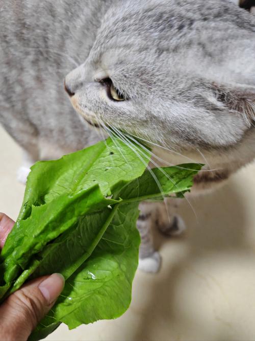 猫咪可以吃哪些蔬菜-猫咪可以吃哪些蔬菜水果-第5张图片 猫咪可以吃哪些蔬菜-猫咪可以吃哪些蔬菜水果-第5张图片