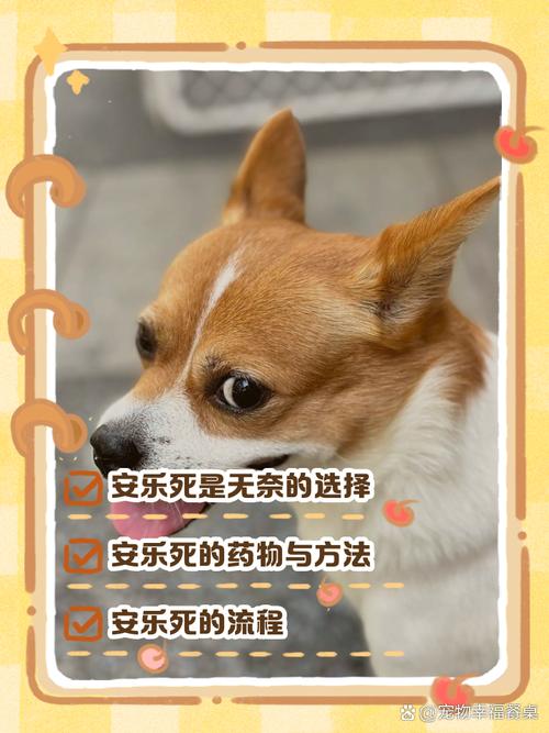 宠物安乐死/宠物安乐死人用了会死吗-第2张图片 宠物安乐死/宠物安乐死人用了会死吗-第2张图片