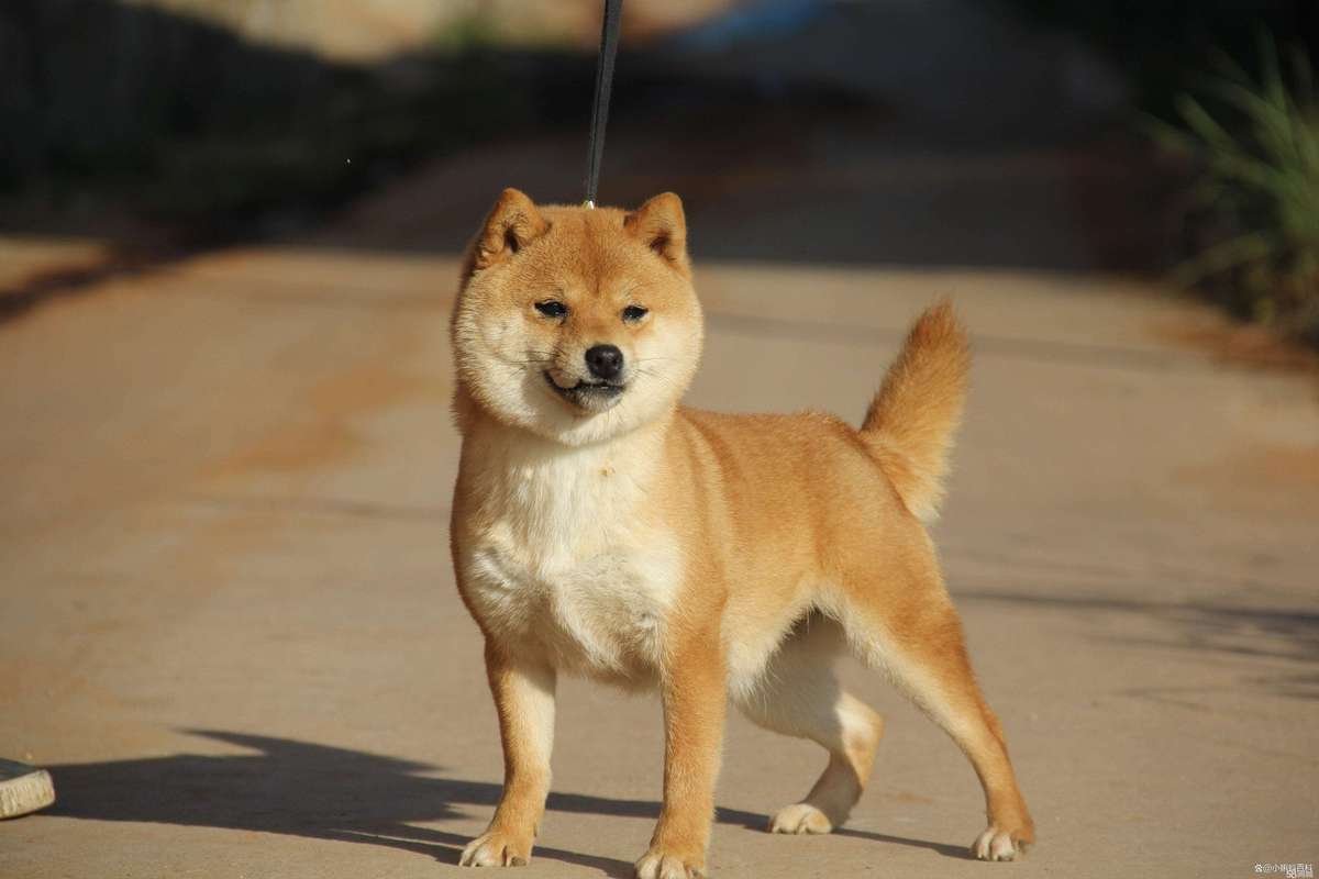 豆柴犬多少钱一只,豆柴狗多少钱一只-第1张图片 豆柴犬多少钱一只,豆柴狗多少钱一只-第1张图片