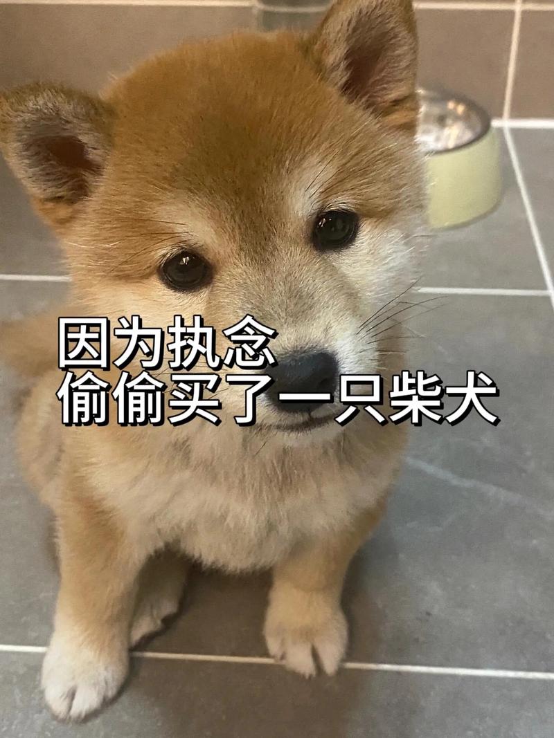 豆柴犬多少钱一只,豆柴狗多少钱一只-第3张图片 豆柴犬多少钱一只,豆柴狗多少钱一只-第3张图片