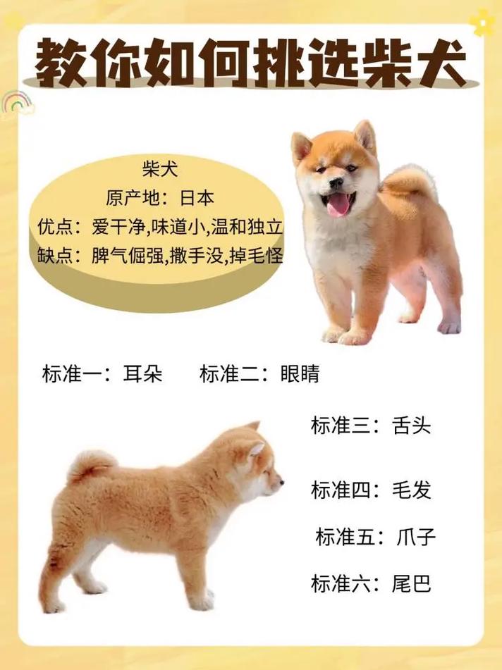 豆柴犬多少钱一只,豆柴狗多少钱一只-第4张图片 豆柴犬多少钱一只,豆柴狗多少钱一只-第4张图片