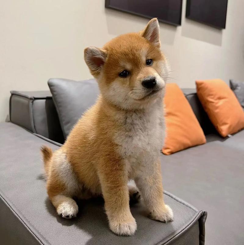 豆柴犬多少钱一只,豆柴狗多少钱一只-第5张图片 豆柴犬多少钱一只,豆柴狗多少钱一只-第5张图片