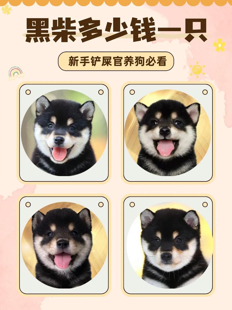豆柴犬多少钱一只,豆柴狗多少钱一只-第6张图片 豆柴犬多少钱一只,豆柴狗多少钱一只-第6张图片
