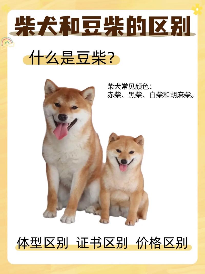 豆柴犬多少钱一只,豆柴狗多少钱一只-第8张图片 豆柴犬多少钱一只,豆柴狗多少钱一只-第8张图片