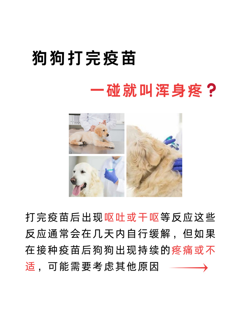 解析“狗狗打疫苗有什么反应”你不知道的事-第3张图片 解析“狗狗打疫苗有什么反应”你不知道的事-第3张图片