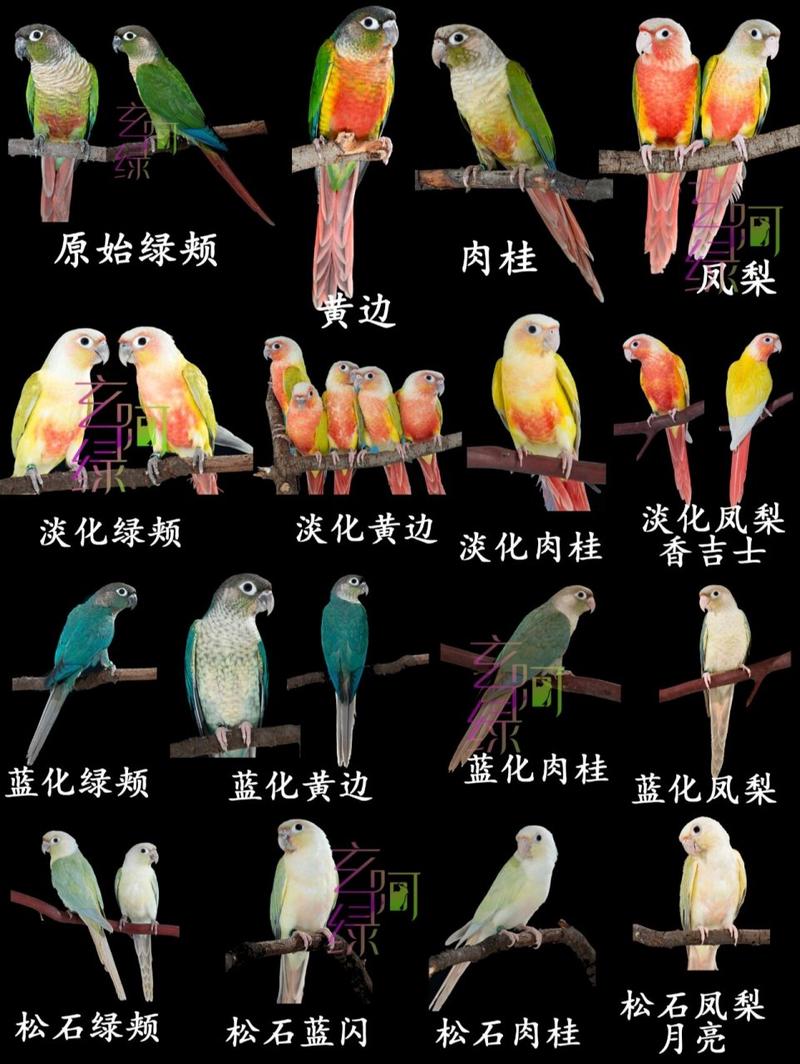 作为消费者“绿颊锥尾鹦鹉特征”你不能不知道-第4张图片 作为消费者“绿颊锥尾鹦鹉特征”你不能不知道-第4张图片