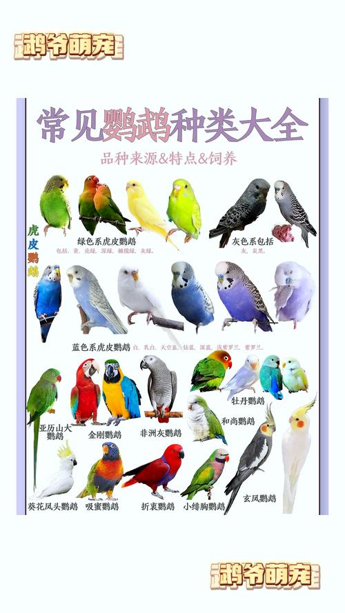 作为消费者“绿颊锥尾鹦鹉特征”你不能不知道-第5张图片 作为消费者“绿颊锥尾鹦鹉特征”你不能不知道-第5张图片