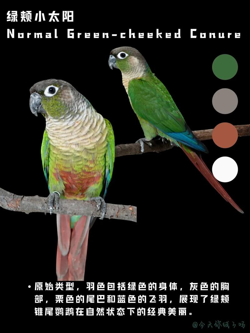 作为消费者“绿颊锥尾鹦鹉特征”你不能不知道-第6张图片 作为消费者“绿颊锥尾鹦鹉特征”你不能不知道-第6张图片