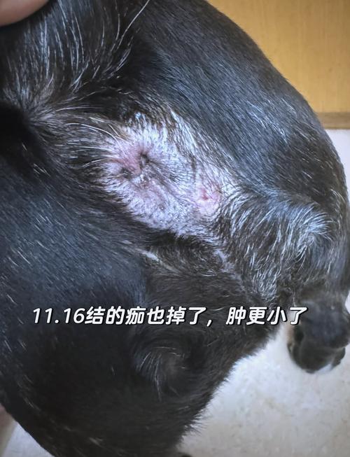 狗狗肛门腺发炎症状/狗狗肛门腺发炎症状有哪些-第6张图片 狗狗肛门腺发炎症状/狗狗肛门腺发炎症状有哪些-第6张图片