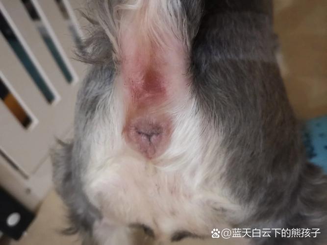 狗狗肛门腺发炎症状/狗狗肛门腺发炎症状有哪些-第7张图片 狗狗肛门腺发炎症状/狗狗肛门腺发炎症状有哪些-第7张图片