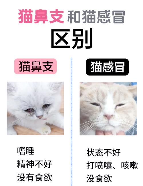 作为消费者“猫咪感冒一直不好”你不能不知道-第2张图片 作为消费者“猫咪感冒一直不好”你不能不知道-第2张图片
