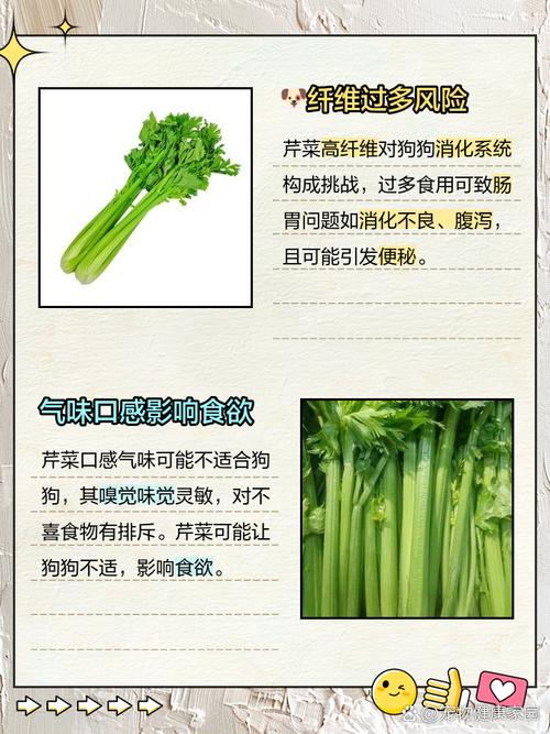 狗能不能吃芹菜/狗能不能吃芹菜饺子-第3张图片 狗能不能吃芹菜/狗能不能吃芹菜饺子-第3张图片