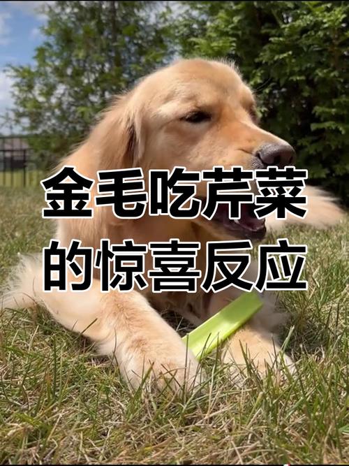 狗能不能吃芹菜/狗能不能吃芹菜饺子-第5张图片 狗能不能吃芹菜/狗能不能吃芹菜饺子-第5张图片