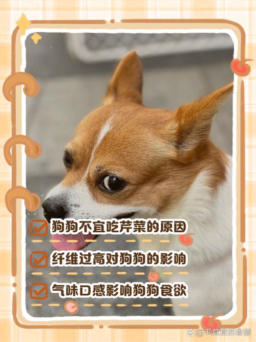 狗能不能吃芹菜/狗能不能吃芹菜饺子-第6张图片 狗能不能吃芹菜/狗能不能吃芹菜饺子-第6张图片