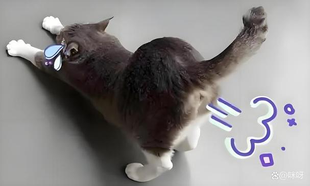 猫咪会放屁吗/猫咪也会放屁嘛-第4张图片 猫咪会放屁吗/猫咪也会放屁嘛-第4张图片