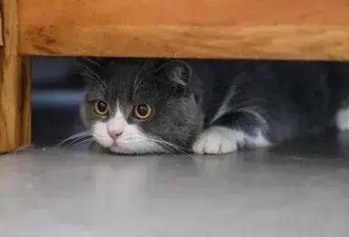 猫咪一个人在家会孤单吗/猫咪一个人在家会孤单吗?-第2张图片 猫咪一个人在家会孤单吗/猫咪一个人在家会孤单吗?-第2张图片