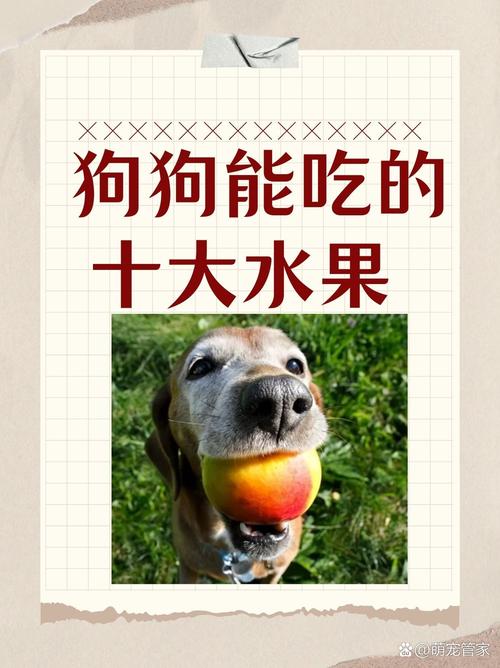 狗狗能吃甜的东西吗/狗狗能吃甜的东西吗为什么-第2张图片 狗狗能吃甜的东西吗/狗狗能吃甜的东西吗为什么-第2张图片