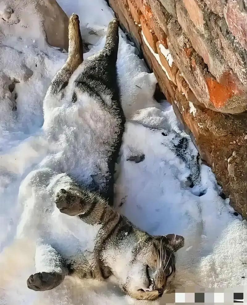 东北猫/东北猫冬生活视频-第1张图片 东北猫/东北猫冬生活视频-第1张图片
