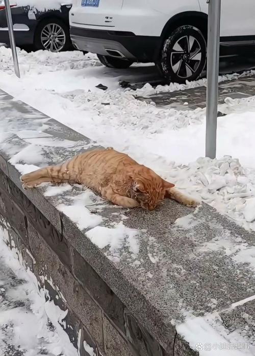 东北猫/东北猫冬生活视频-第2张图片 东北猫/东北猫冬生活视频-第2张图片