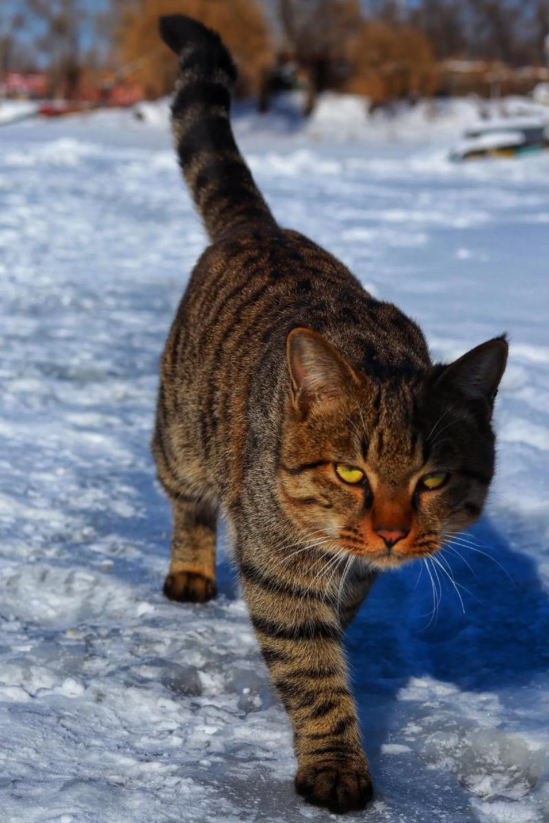 东北猫/东北猫冬生活视频-第4张图片 东北猫/东北猫冬生活视频-第4张图片