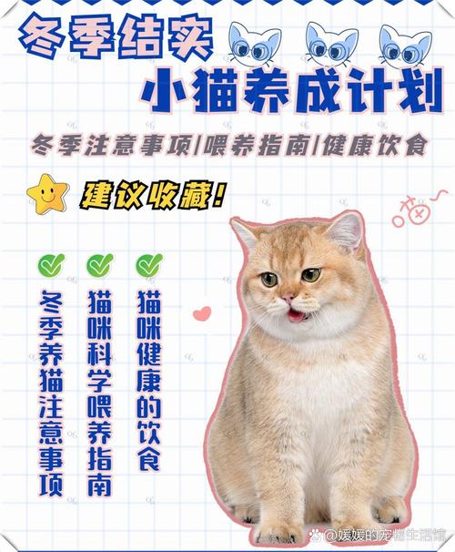 东北猫/东北猫冬生活视频-第5张图片 东北猫/东北猫冬生活视频-第5张图片