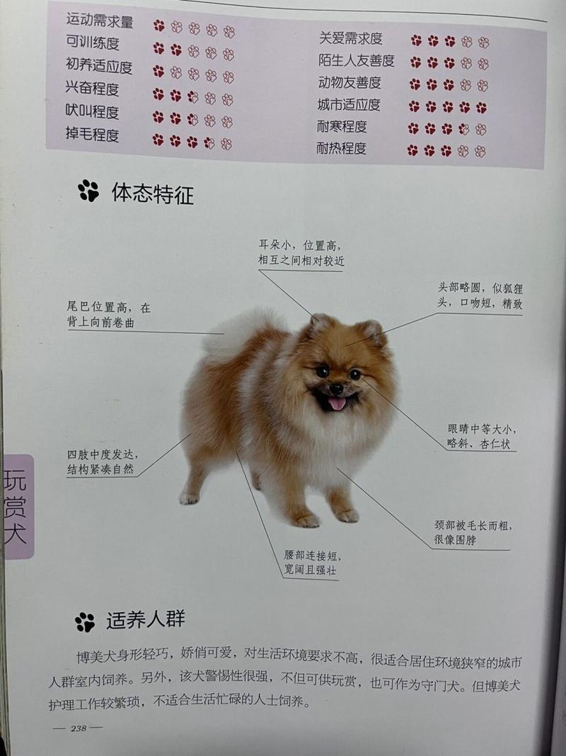 美系博美是哪国的-真正的美系博美是怎样的-第1张图片 美系博美是哪国的-真正的美系博美是怎样的-第1张图片