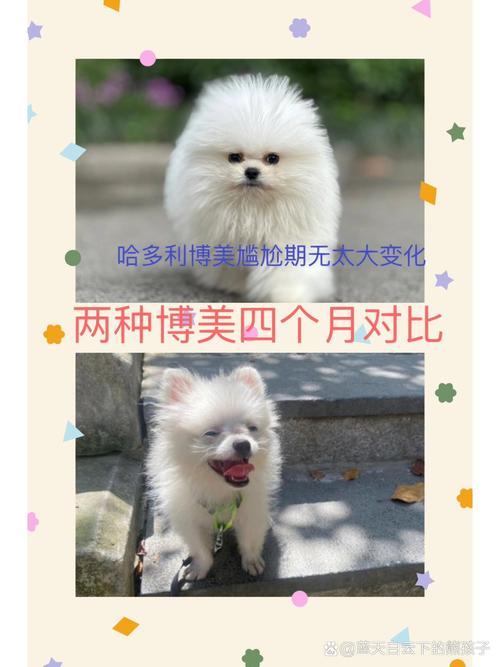 美系博美是哪国的-真正的美系博美是怎样的-第2张图片 美系博美是哪国的-真正的美系博美是怎样的-第2张图片