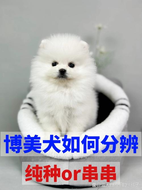 美系博美是哪国的-真正的美系博美是怎样的-第3张图片 美系博美是哪国的-真正的美系博美是怎样的-第3张图片