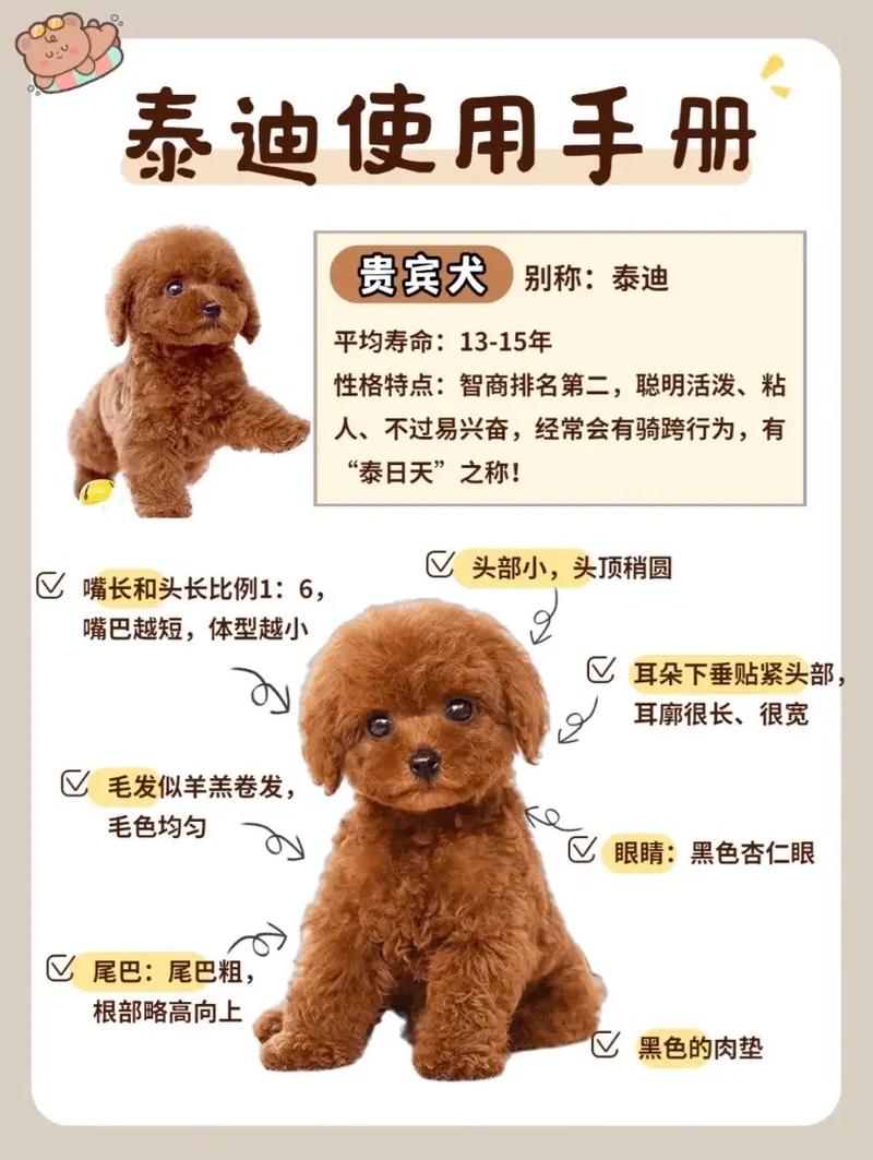 刚满月的小泰迪怎么养，刚满月的小泰迪怎么养活