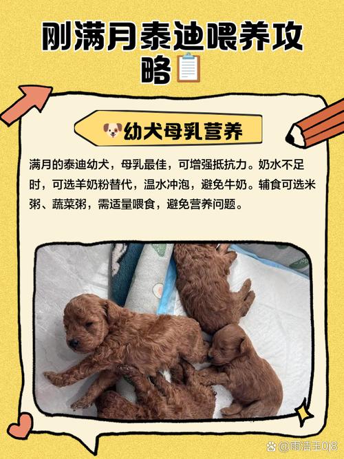 刚满月的小泰迪怎么养,刚满月的小泰迪怎么养活-第2张图片 刚满月的小泰迪怎么养,刚满月的小泰迪怎么养活-第2张图片