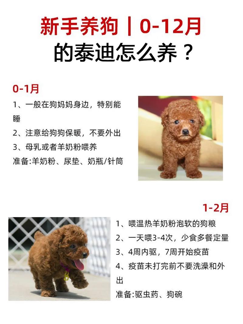 刚满月的小泰迪怎么养,刚满月的小泰迪怎么养活-第5张图片 刚满月的小泰迪怎么养,刚满月的小泰迪怎么养活-第5张图片