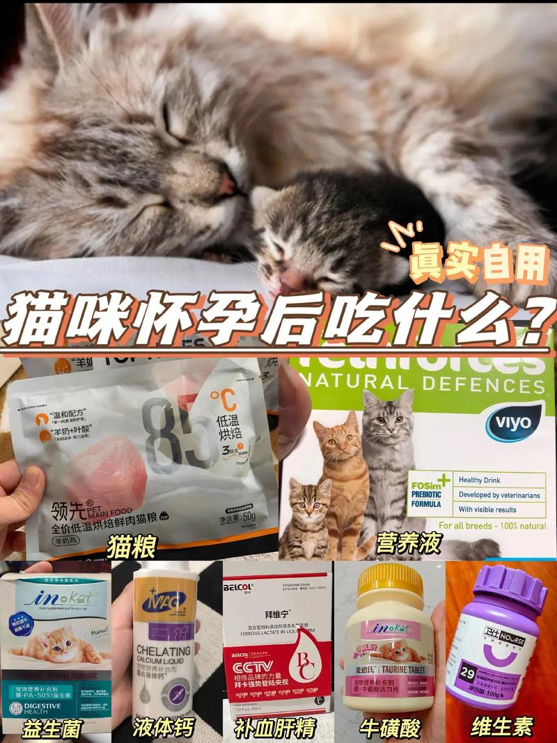猫咪怀孕吃什么比较好/怎么确定母猫怀孕了-第7张图片 猫咪怀孕吃什么比较好/怎么确定母猫怀孕了-第7张图片