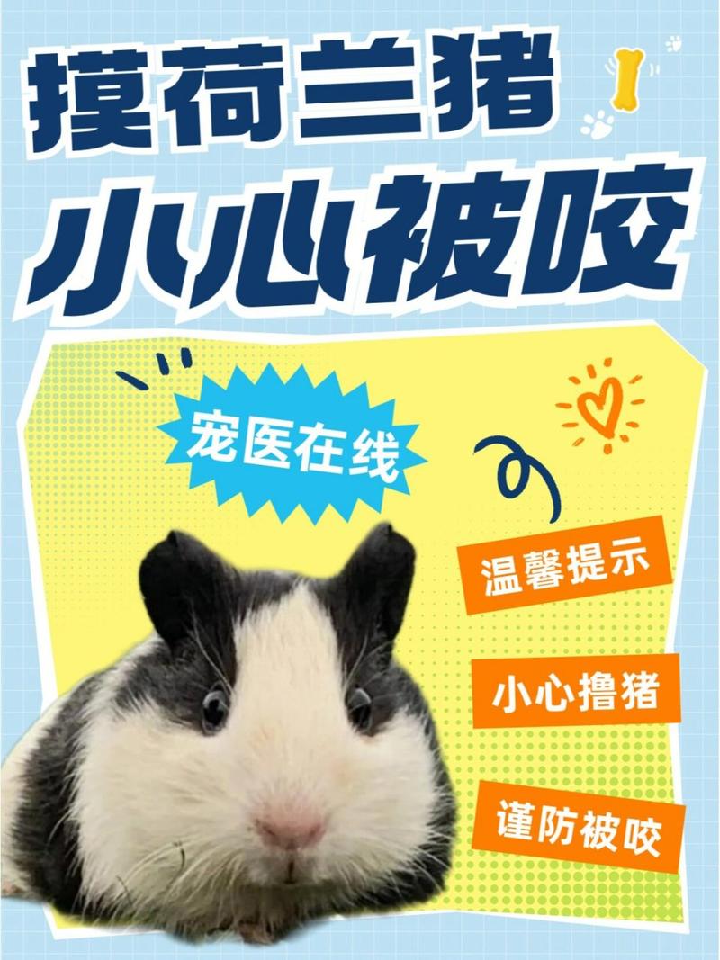 被荷兰猪咬了需不需要打针/被荷兰猪咬伤了怎么办-第5张图片 被荷兰猪咬了需不需要打针/被荷兰猪咬伤了怎么办-第5张图片