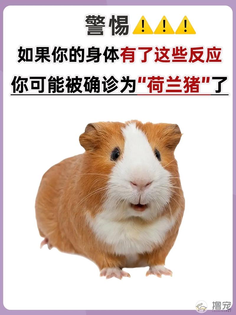 被荷兰猪咬了需不需要打针/被荷兰猪咬伤了怎么办-第9张图片 被荷兰猪咬了需不需要打针/被荷兰猪咬伤了怎么办-第9张图片