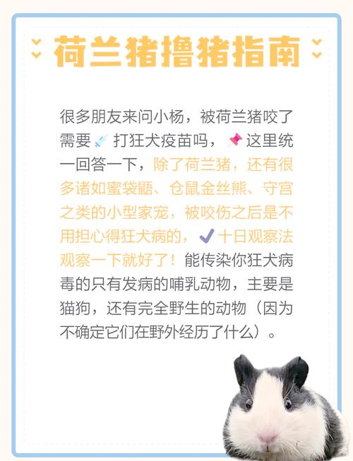 被荷兰猪咬了需不需要打针/被荷兰猪咬伤了怎么办-第10张图片 被荷兰猪咬了需不需要打针/被荷兰猪咬伤了怎么办-第10张图片