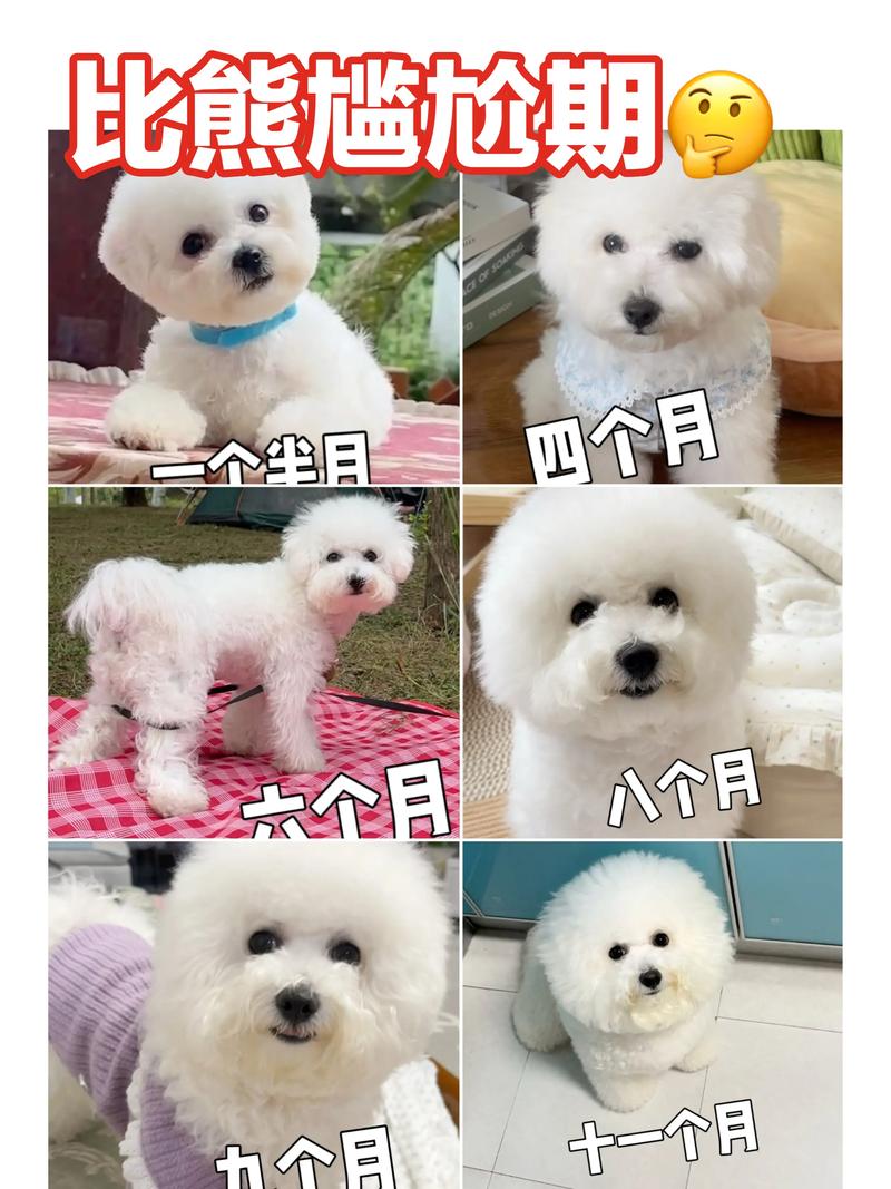 比熊犬长的大吗,比熊长的大好还是小的好-第1张图片 比熊犬长的大吗,比熊长的大好还是小的好-第1张图片