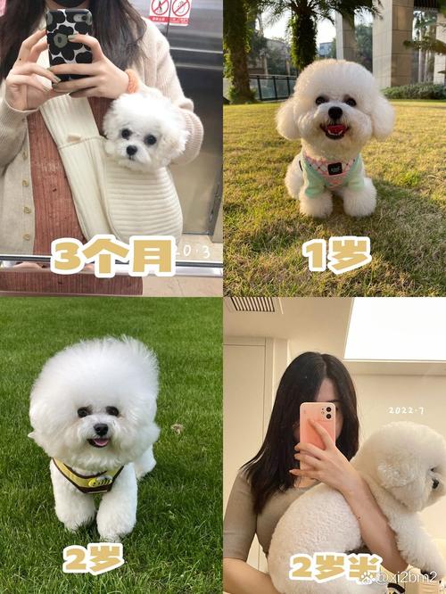 比熊犬长的大吗,比熊长的大好还是小的好-第3张图片 比熊犬长的大吗,比熊长的大好还是小的好-第3张图片