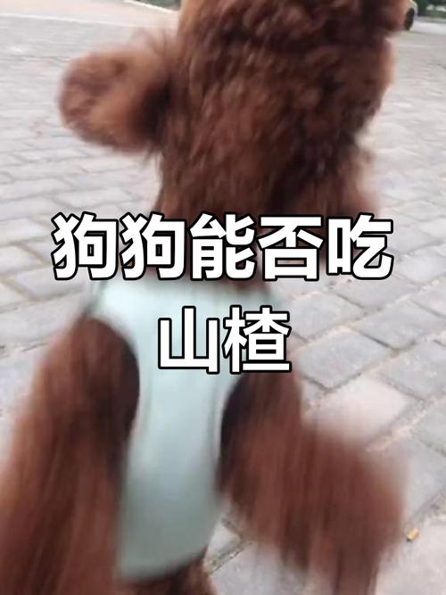 狗能吃山楂片吗-狗狗可不可以吃山楂片-第1张图片 狗能吃山楂片吗-狗狗可不可以吃山楂片-第1张图片