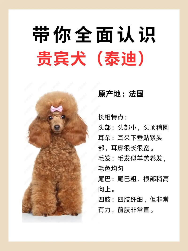 独一无二的狗狗名字/独一无二的狗狗名字饼干-第5张图片 独一无二的狗狗名字/独一无二的狗狗名字饼干-第5张图片