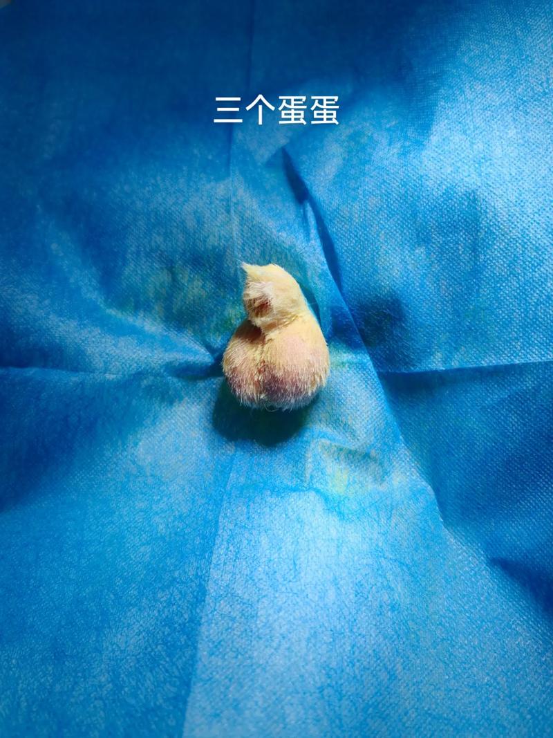 解析“猫可以吃鸡蛋吗”你不知道的事-第2张图片 解析“猫可以吃鸡蛋吗”你不知道的事-第2张图片