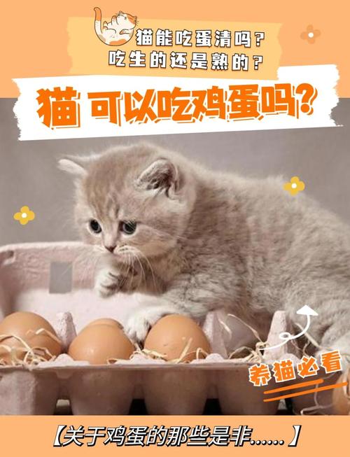 解析“猫可以吃鸡蛋吗”你不知道的事-第7张图片 解析“猫可以吃鸡蛋吗”你不知道的事-第7张图片