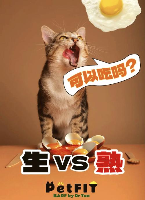 解析“猫可以吃鸡蛋吗”你不知道的事-第8张图片 解析“猫可以吃鸡蛋吗”你不知道的事-第8张图片