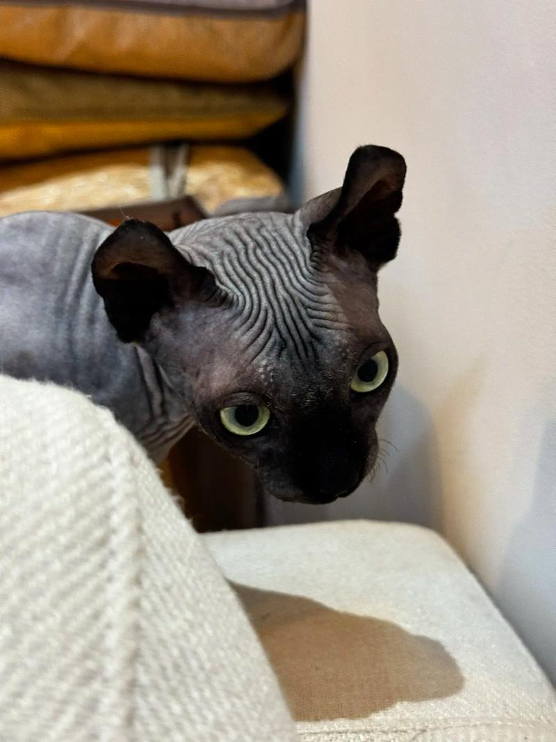 解析“猫可以吃鸡蛋吗”你不知道的事-第9张图片 解析“猫可以吃鸡蛋吗”你不知道的事-第9张图片
