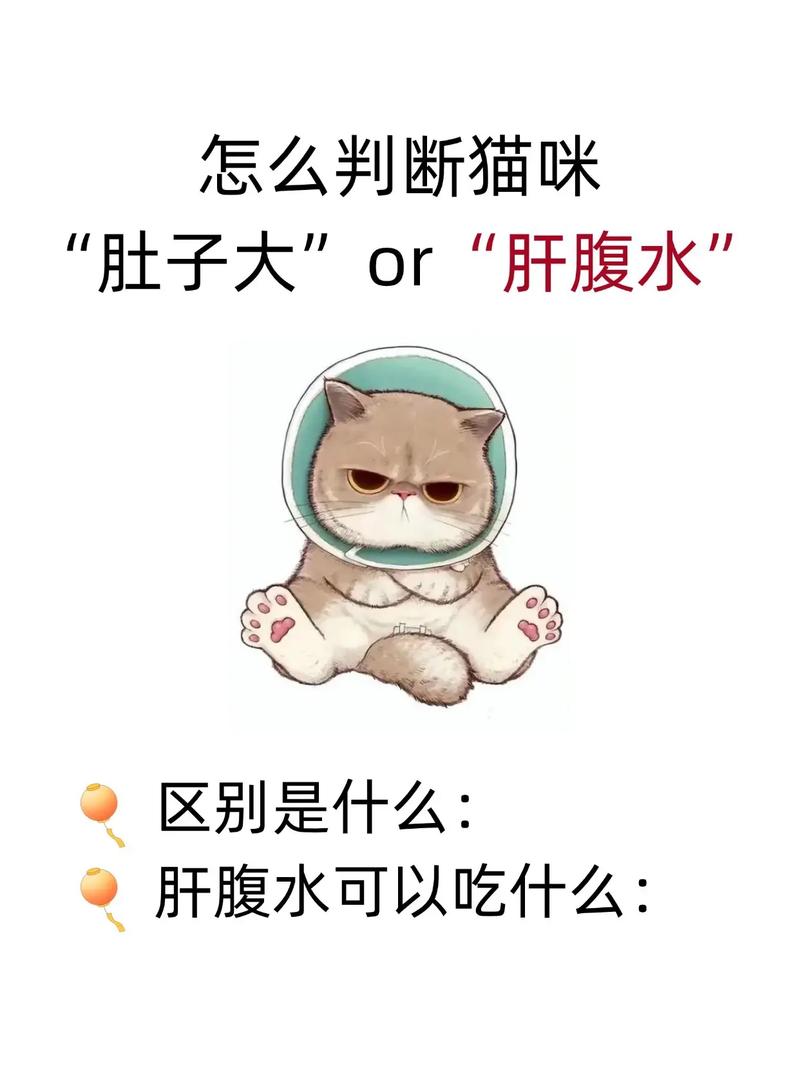 作为消费者“怎么看猫咪是否怀孕”你不能不知道-第2张图片 作为消费者“怎么看猫咪是否怀孕”你不能不知道-第2张图片