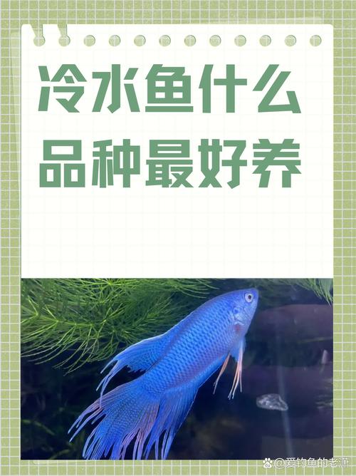 解析“刚出生斗鱼吃什么”你不知道的事-第3张图片 解析“刚出生斗鱼吃什么”你不知道的事-第3张图片