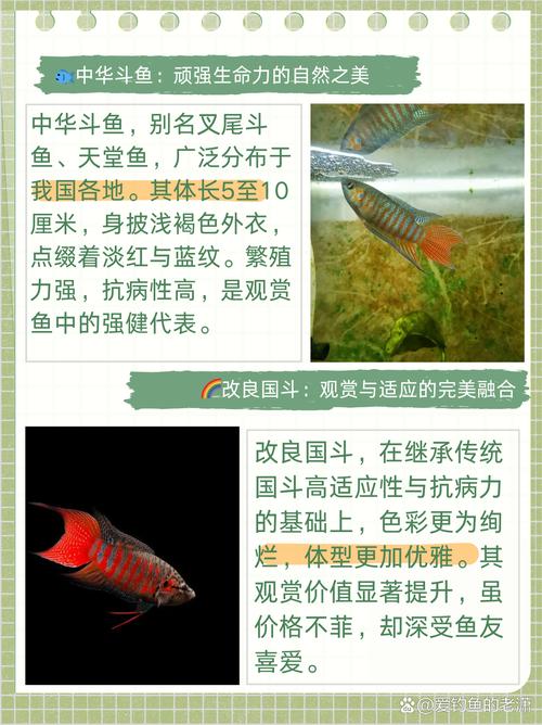解析“刚出生斗鱼吃什么”你不知道的事-第4张图片 解析“刚出生斗鱼吃什么”你不知道的事-第4张图片