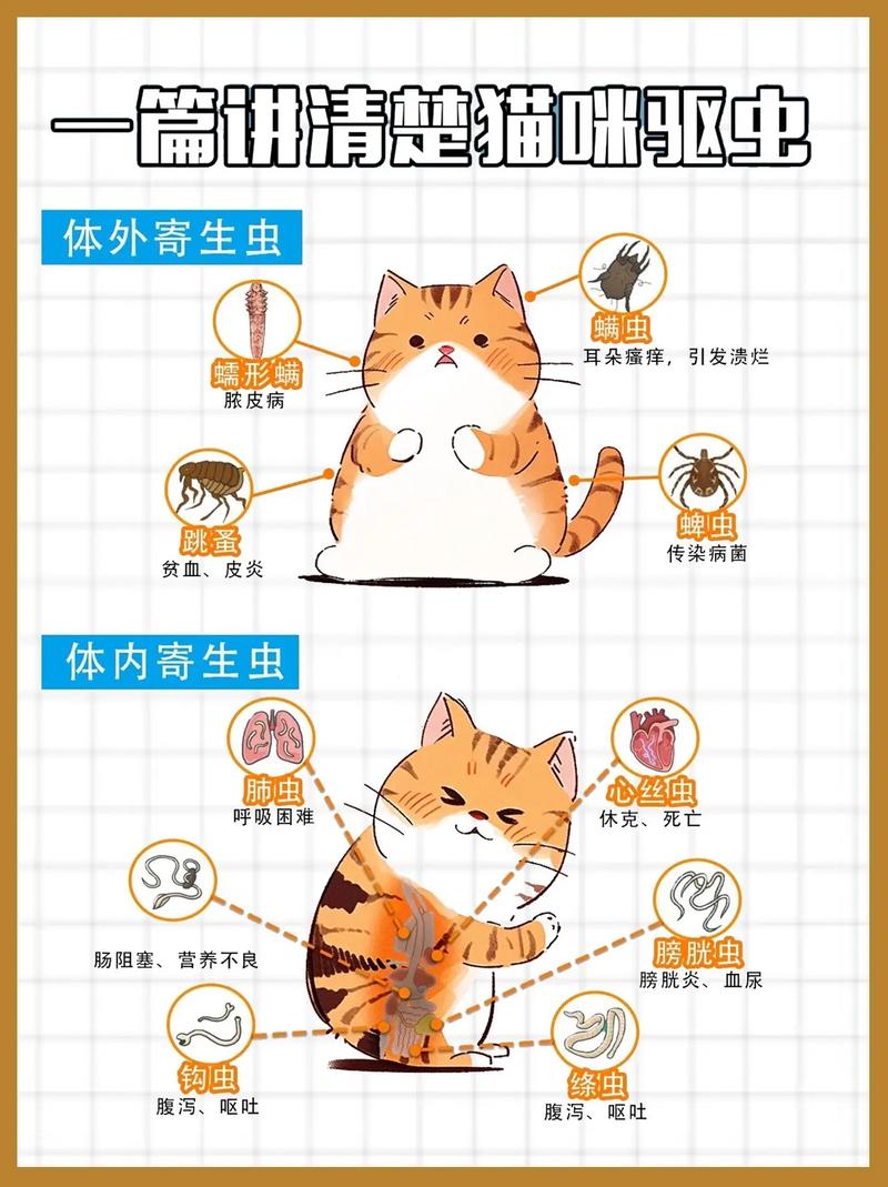 猫多大开始驱虫,猫多大开始驱虫打疫苗-第1张图片 猫多大开始驱虫,猫多大开始驱虫打疫苗-第1张图片