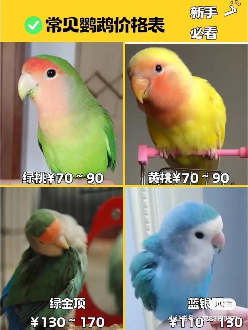 红翅鹦鹉会说话吗,红嘴鹦鹉会说话吗?-第2张图片 红翅鹦鹉会说话吗,红嘴鹦鹉会说话吗?-第2张图片